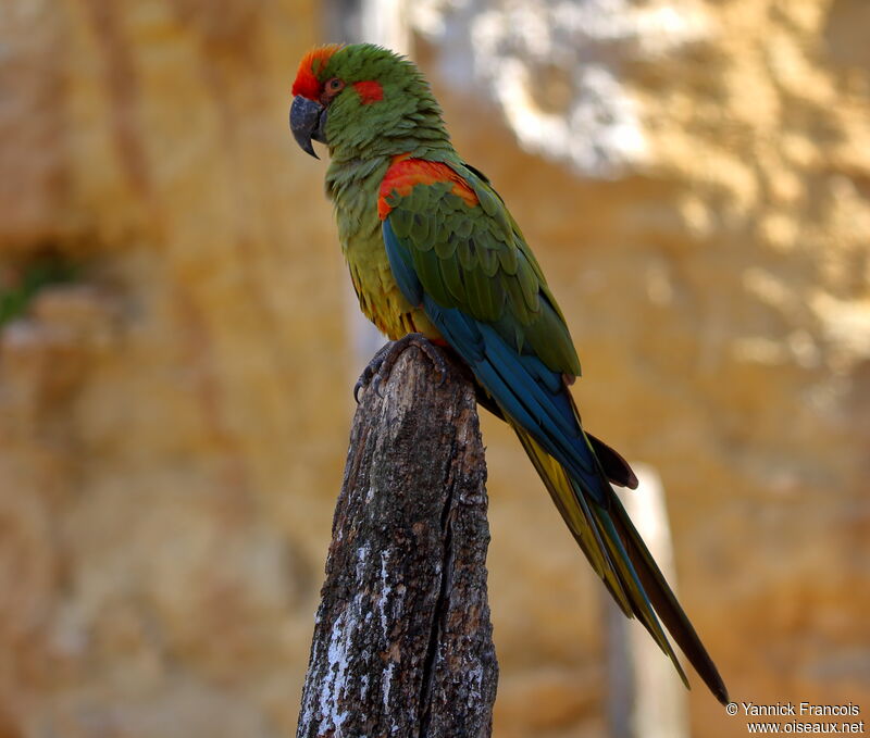 Red-fronted Macawadult breeding, identification, aspect