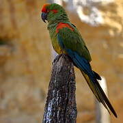 Red-fronted Macaw