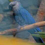 Spix's Macaw