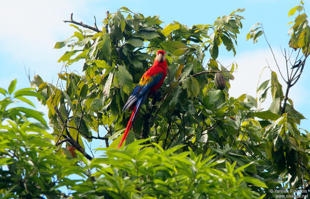 Scarlet Macawadult, habitat, aspect