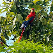 Scarlet Macaw