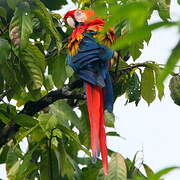 Scarlet Macaw