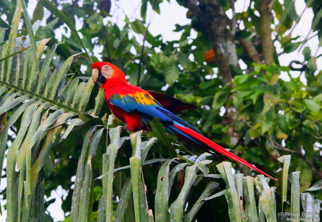 Scarlet Macawadult, identification, aspect