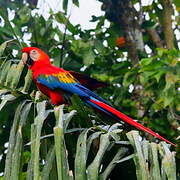 Scarlet Macaw