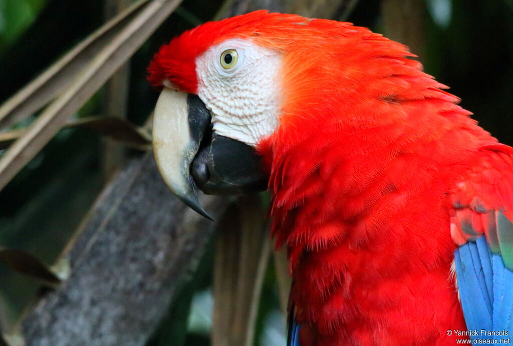 Scarlet Macawadult, close-up portrait, aspect