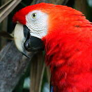 Scarlet Macaw