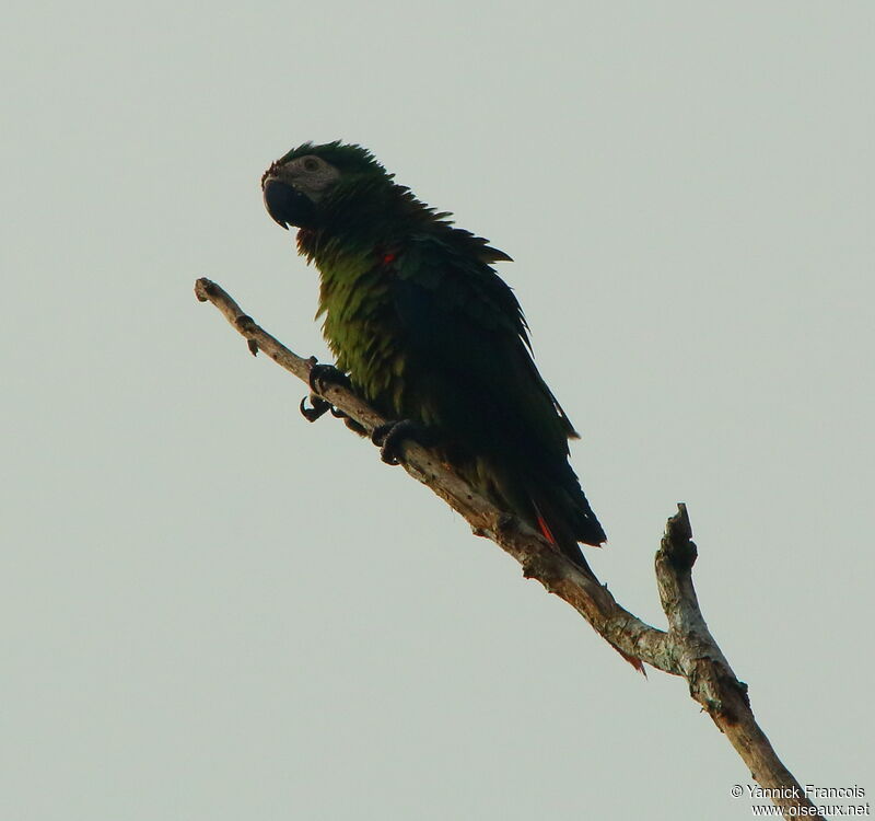 Chestnut-fronted Macaw, identification