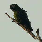 Chestnut-fronted Macaw