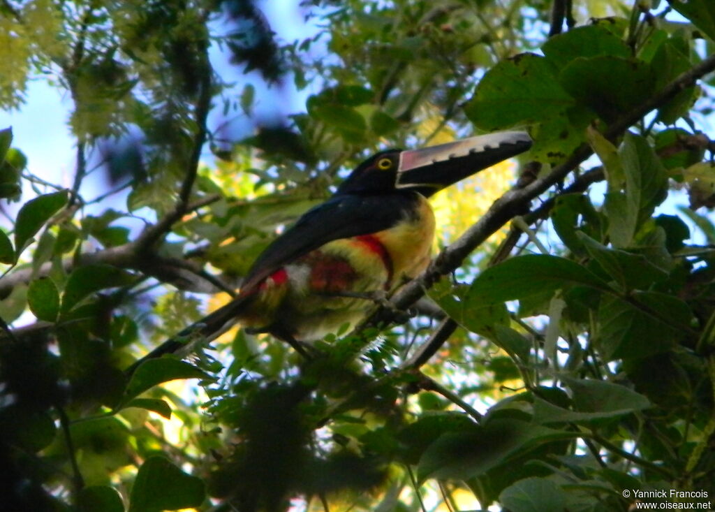 Araçari à collieradulte, identification, composition