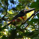 Araçari à collier