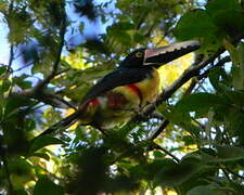 Collared Aracari