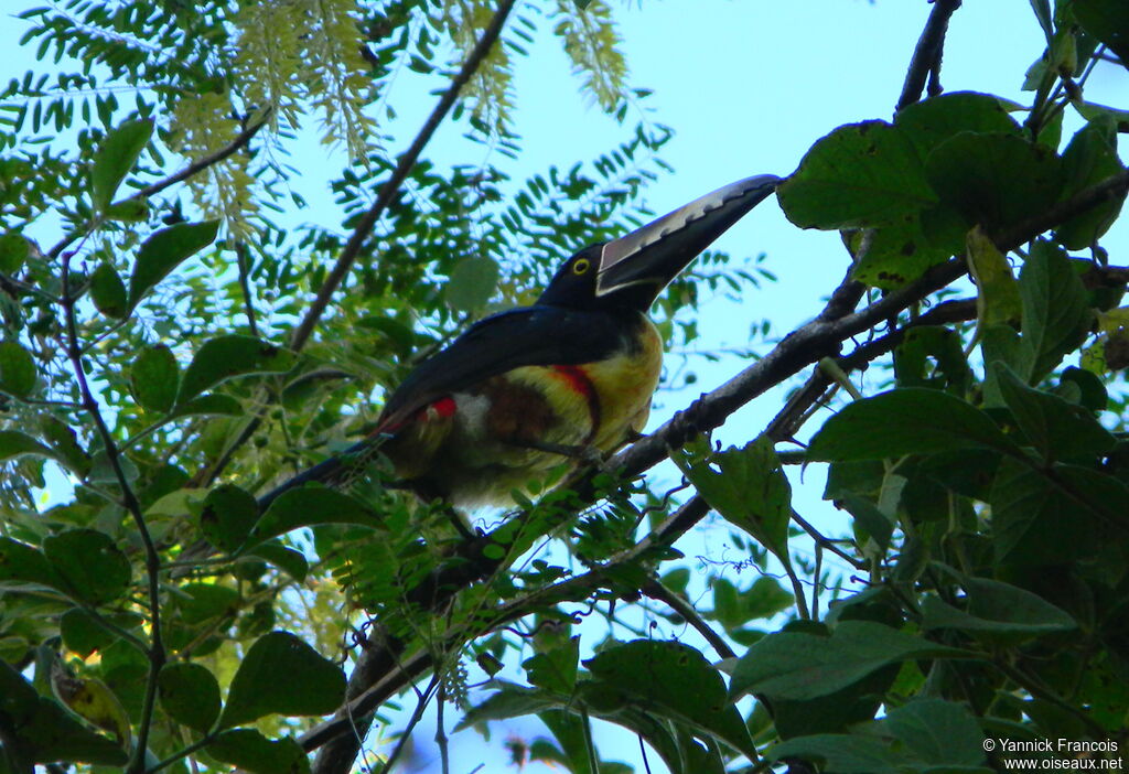 Araçari à collieradulte, identification, composition