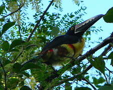 Collared Aracari