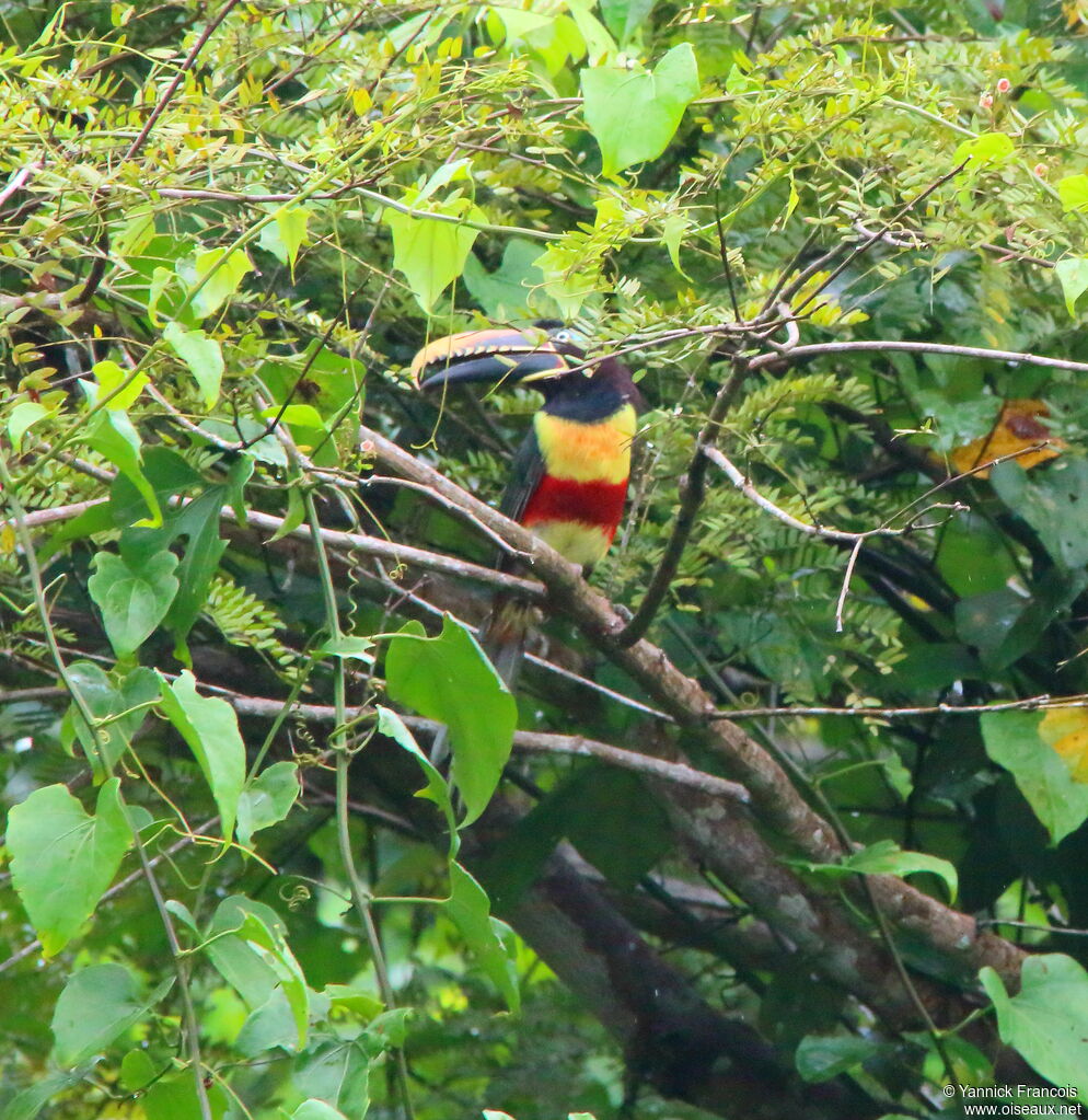 Chestnut-eared Aracariadult, habitat, aspect