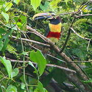 Chestnut-eared Aracari