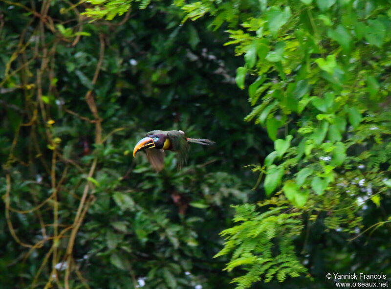 Chestnut-eared Aracariadult, Flight