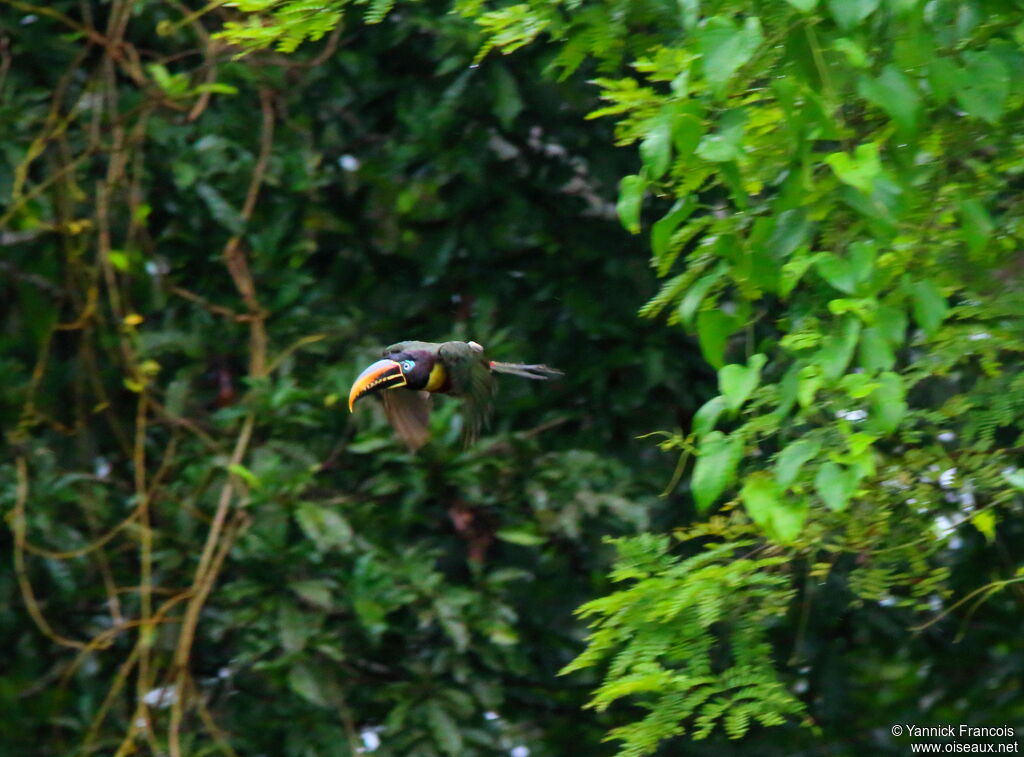 Chestnut-eared Aracariadult, Flight