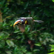 Chestnut-eared Aracari