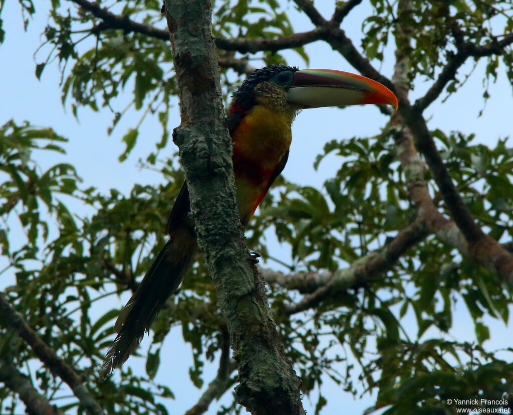 Curl-crested Aracariadult, identification, aspect