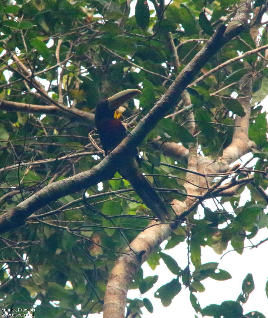 Brown-mandibled Aracariimmature, habitat