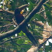 Brown-mandibled Aracari