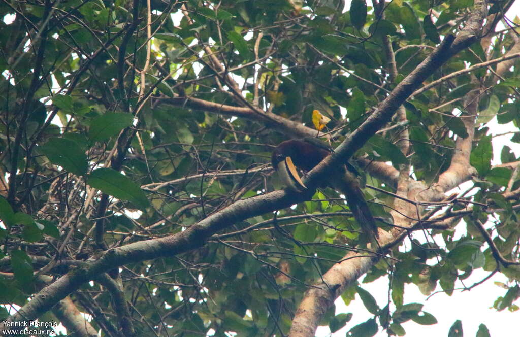 Brown-mandibled Aracariimmature, identification