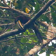 Brown-mandibled Aracari