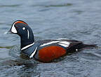 Arlequin plongeur