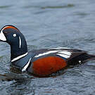 Arlequin plongeur