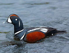 Arlequin plongeur