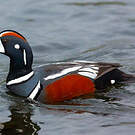 Arlequin plongeur