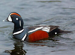 Arlequin plongeur