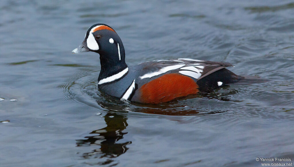 Arlequin plongeur mâle adulte, identification, composition, nage