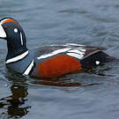 Arlequin plongeur