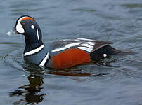 Arlequin plongeur