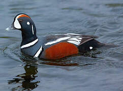 Arlequin plongeur