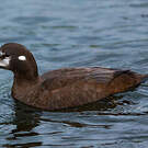 Arlequin plongeur
