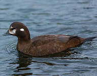 Arlequin plongeur