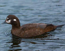 Arlequin plongeur