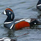 Arlequin plongeur