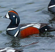 Arlequin plongeur
