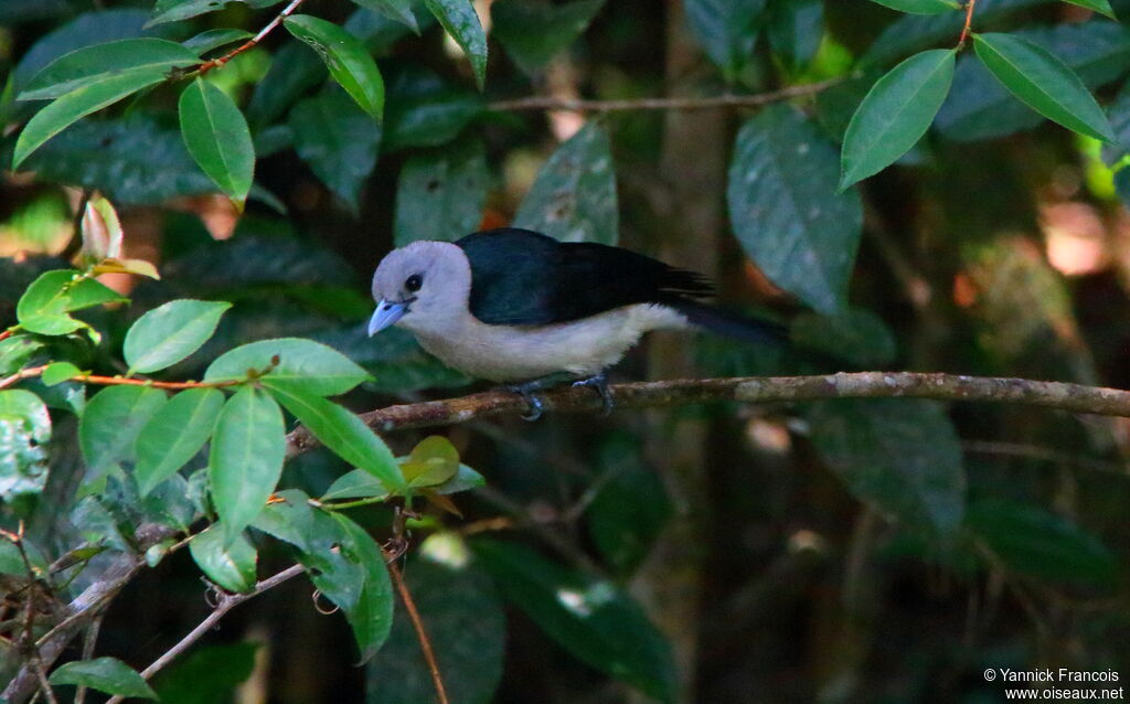 White-headed Vanga female adult, habitat