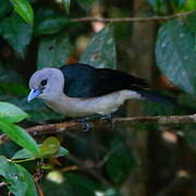 White-headed Vanga