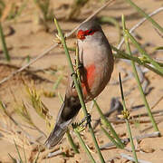 Common Waxbill