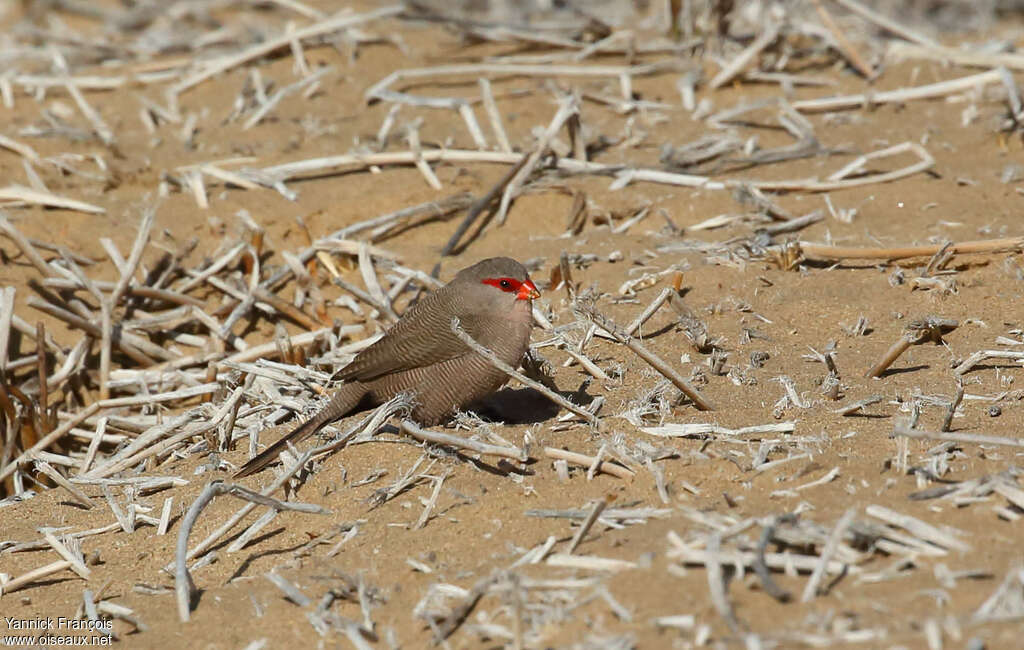 Common Waxbill female adult, habitat, aspect, eats