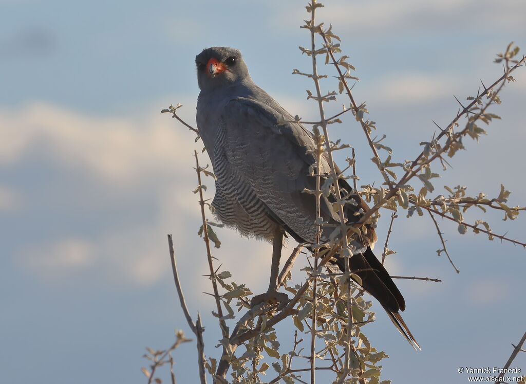 Pale Chanting Goshawkadult, identification, aspect