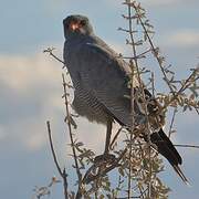 Pale Chanting Goshawk