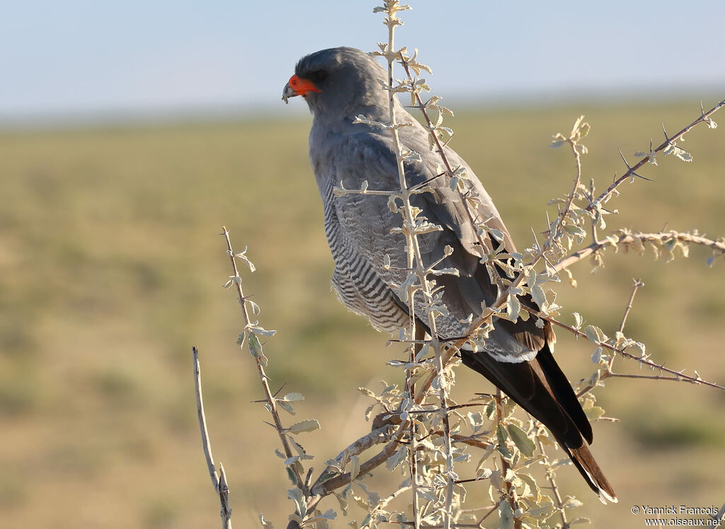 Pale Chanting Goshawkadult, identification, aspect