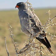 Pale Chanting Goshawk