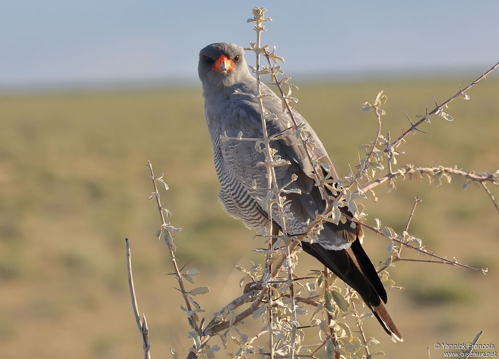 Pale Chanting Goshawkadult, identification, aspect